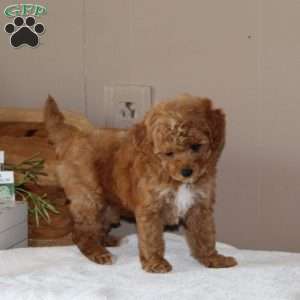 Avery, Bich-Poo Puppy